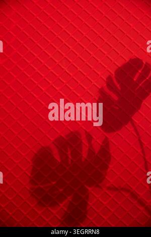 Ein Schatten einer Hand, die eine Blume hält, ist auf einem roten Hintergrund gegossen. Stockfoto