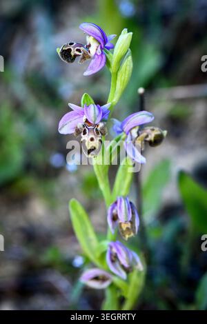 Ophrys kotschyi Orchidee blüht in der Natur, vertikale Makroaufnahme der seltenen ZypernbienenOrchidee mit leuchtenden lila Sepalen und komplizierten Mustern Stockfoto