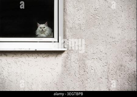 Eine türkische Angorakatze sitzt gelangweilt hinter einem Fenster in einem Haus mit einer schmutzigen, weißen Wand, Deutschland, Europa Stockfoto