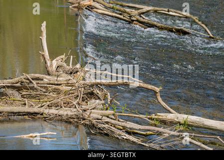 Fluss Diemel, Trendelburg, Weserbergland, Nordrhein-Westfalen, Hessen, Deutschland Stockfoto