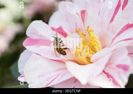APIs cerana japonica (APIs mellifera) auf einer Blüte der japanischen Kamelien (Camellia japonica), Sächsische Kameliensammlung auf Schloss Zuschendorf und Pa Stockfoto