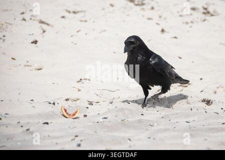 Ein schwarzer Raben steht am Sandstrand der Ostsee an der Darss neben einem Resten von Lebensmitteln, Prerow, Mecklenburg-Vorpommern Stockfoto