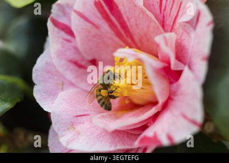 APIs cerana japonica (APIs mellifera) auf einer Blüte der japanischen Kamelien (Camellia japonica), Sächsische Kameliensammlung auf Schloss Zuschendorf und Pa Stockfoto