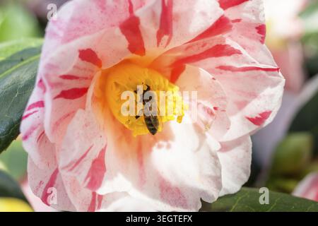 APIs cerana japonica (APIs mellifera) auf einer Blüte der japanischen Kamelien (Camellia japonica), Sächsische Kameliensammlung auf Schloss Zuschendorf und Pa Stockfoto
