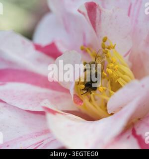 APIs cerana japonica (APIs mellifera) auf einer Blüte der japanischen Kamelien (Camellia japonica), Sächsische Kameliensammlung auf Schloss Zuschendorf und Pa Stockfoto