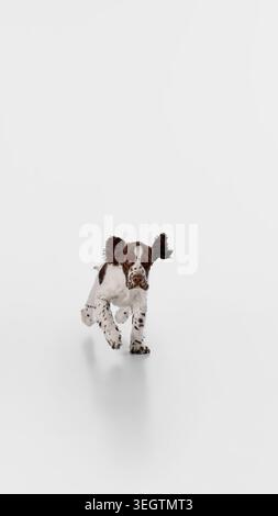 Spaniel-Hündchen, das auf die Kamera läuft, auf weißem Studiohintergrund mit fokussiertem Blick Stockfoto