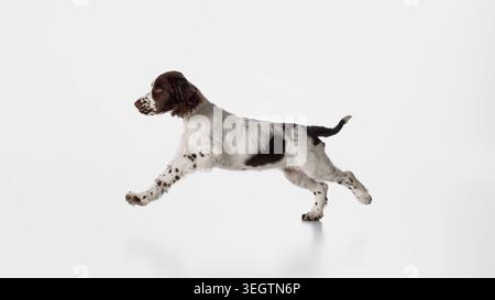 Energiegeladener brauner und weißer Spaniel-Welpe, der vorwärts auf weißem Studiohintergrund springt. Stockfoto