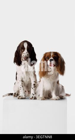 Zwei ruhige Spaniel-Hunde sitzen zusammen auf weißem Podest im Studio. Stockfoto