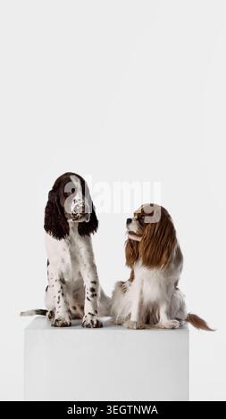 Zwei Spaniel-Hunde sitzen zusammen auf weißem Sockel mit sauberem Studio-Kopierraum. Stockfoto