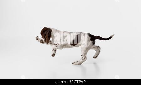 Spaniel-Welpe, der seitlich auf weißem Studiohintergrund mit sauberem Kopierraum läuft. Stockfoto