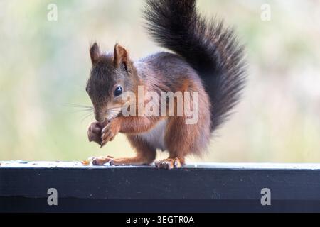 Ein atemberaubendes Foto eines wilden roten Eichhörnchens (Sciurus vulgaris), das beim Verzehr einer Nuss aufgenommen wurde. Das Bild hebt die empfindliche Haltung des Tieres hervor Stockfoto