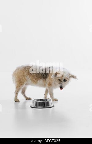 Gemischter Hund, der an einer leeren Metallschale auf weißem Boden steht. Stockfoto