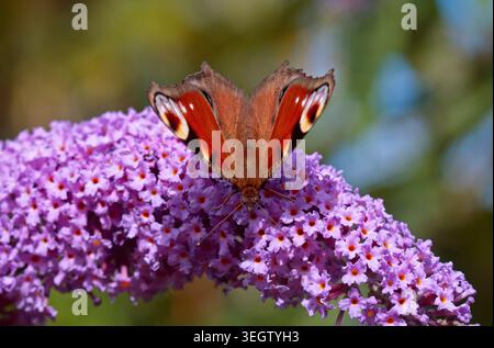 Peacock Butterfly (inarchis io) auf Buddleia, Wales Stockfoto