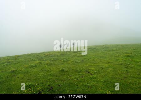 Eine Gruppe von Pferden grast auf einer üppig grünen Almwiese, die von dickem Bergnebel umgeben ist, in Ali Bedni Bugyal, Chamoli, Uttarakhand, Indien. Stockfoto