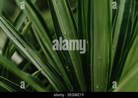 Aus nächster Nähe sehen Sie lebendige grüne Grasblätter, die mit Morgentauropfen bedeckt sind, in Ali Bedni Bugyal, Chamoli, Uttarakhand, Indien. Stockfoto