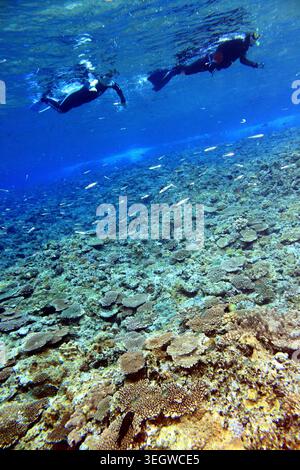 Zwei Schnorchler über einem flachen Korallenriff im klaren blauen Wasser am Hizushi-Strand, Aka-Insel, Kerama-Inseln, Okinawa, Japan Stockfoto