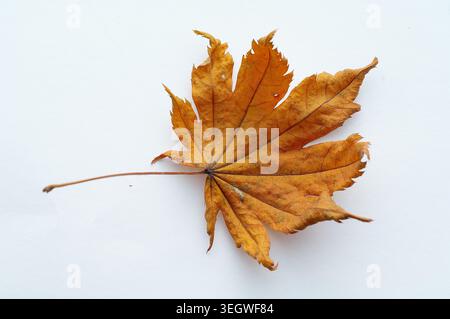 Ein einzelnes, gelbliches Ahornblatt liegt auf einer weißen Oberfläche. Stockfoto