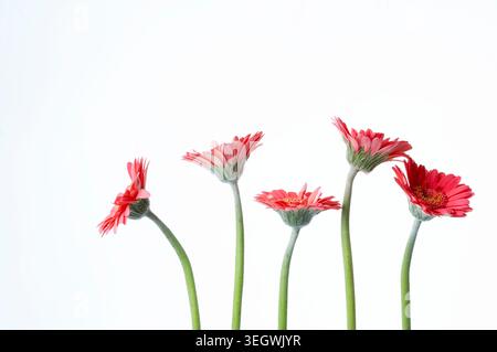 Eine Reihe rosafarbener Gerbera-Blüten steht hoch vor weißem Hintergrund, ihre Blütenblätter schweben sanft in der Luft. Stockfoto