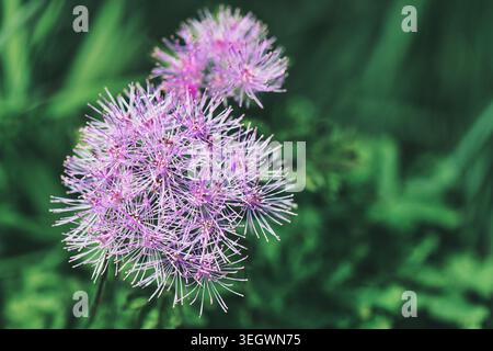 Makrofoto einer zarten violetten Wildblume mit filigranen, filamentartigen Blütenblättern, die auf einem üppig grünen Wiesen-Hintergrund blühen, aufgenommen Stockfoto