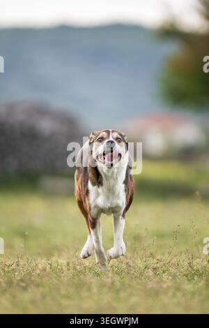 Glücklicher dreifarbiger gemischter Hund, der in natürlichem Licht durch das grüne Feld läuft Stockfoto