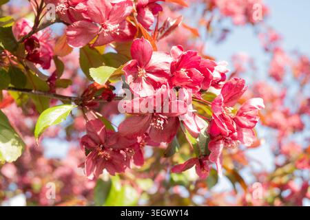 Die Blüten der Krabbenapfelbäume blühen in voller Blüte und zeigen rosafarbene Blüten vor einem klaren blauen Himmel. Der Baum hat grüne Blätter, was auf gesund hinweist Stockfoto