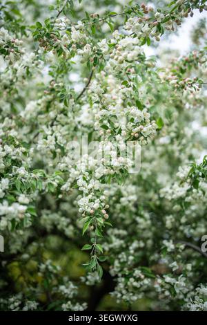 Nahaufnahme des blühenden Apfelbaums. Frühling, Jahreszeit in der Natur. Stockfoto