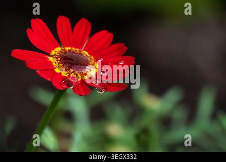 Rote Gerbera Gänseblümchenblume mit Wassertropfen Makrohintergrund Vorderansicht Stockfoto