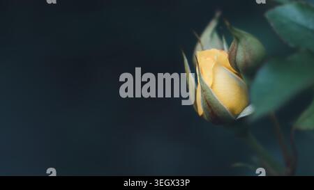 Gelber rosa Blütenknospen Makrohintergrund mit Kopierraum auf dunklem Hintergrund Vorderansicht Stockfoto