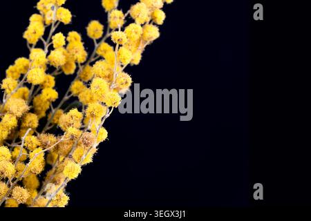 Gelbe Mimosa-Zweige mit Blumen-Makrohintergrund mit Kopierraum auf schwarzem Hintergrund Vorderansicht Stockfoto
