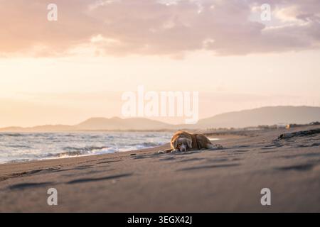 Nova Scotia Duck Tolling Retriever liegt am Leere Beach bei Golden Hour mit weitem Küstengebiet Stockfoto