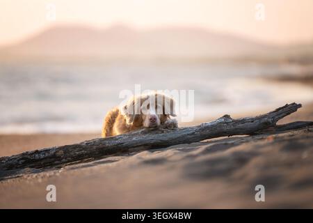Nahaufnahme Porträt von Nova Scotia Duck Tolling Retriever, der über Treibholz auf Sandy Shore blickt Stockfoto