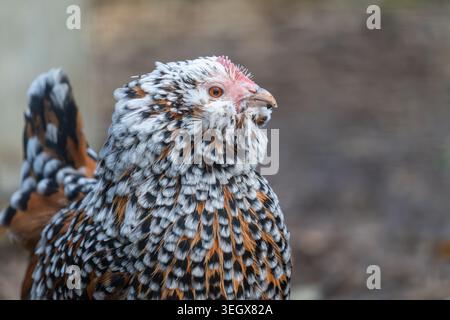 Millefleur d'Uccle Bantam Huhn (Gallus gallus domesticus), Nahaufnahme Porträt mit geschnürtem Gefieder, England, Großbritannien Stockfoto