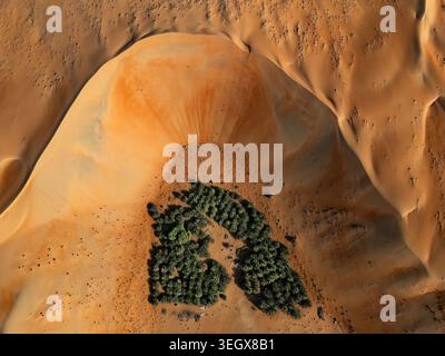 Blick aus der Vogelperspektive auf die Oase Bateen Liwa mit üppigen grünen Palmen, umgeben von riesigen orangen Sanddünen in der Wüste Al Dhafra Region, Abu Dhabi, United Stockfoto