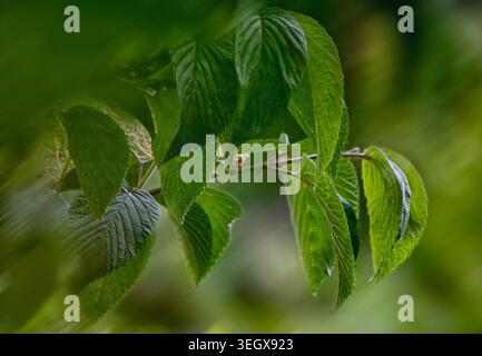 Baumblätter in nebeliger Umgebung Stockfoto