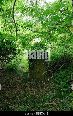 Bewachsener Grabstein auf dem Kirchfriedhof, Nord-norfolk, england Stockfoto