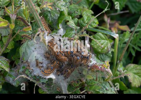 Lack-Mottenlarven (Malacosoma neustria). Cornwall, Großbritannien. Mai. Stockfoto