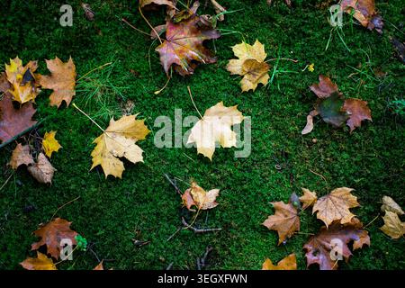 Herbstliche Ahornblätter verstreut über tiefgrünes Moos im feuchten Waldboden aus nächster Nähe. Stockfoto
