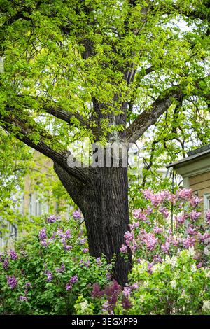 Alte Eiche im Frühlingsgarten, die junge frische Blätter hervorbringt, umgeben von blühenden Fliedersträuchern. Stockfoto