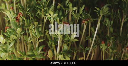 Frische junge grüne Kresse Microgreens, die aus dunklem Boden auftauchen, symbolisieren Neuanfänge Bio-Lebensmittel und gesunde Ernährung Stockfoto