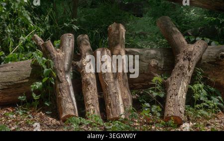 Gefällte Stämme, die gegen einen umgestürzten Baum in einer Wildnis angeordnet sind. Stockfoto