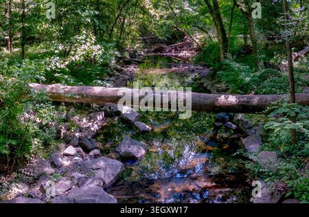 Ein kleiner, fließender Bach in einem Park Stockfoto