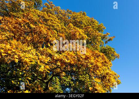 Sycamore, Acer pseudoplatanus, in voller herbstlicher Farbe, mit Blättern eines goldenen Klors. Wensleydale, North Yorkshire, Großbritannien. Stockfoto