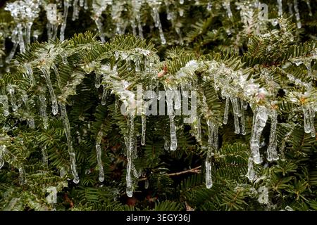 Gefrorene Äste einer Eibe (auch bekannt als Taxus canadensis, kanadische Eibe), die nach einem eiskalten Regen mit Eis bedeckt ist. Stockfoto