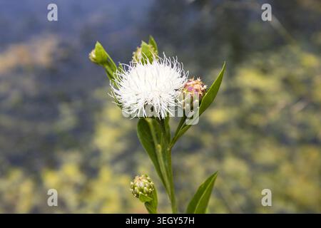 Zarte weiße Wildblume in sanftem natürlichem Licht mit verschwommenem Berghintergrund auf Gran Canaria, Spanien. Stockfoto