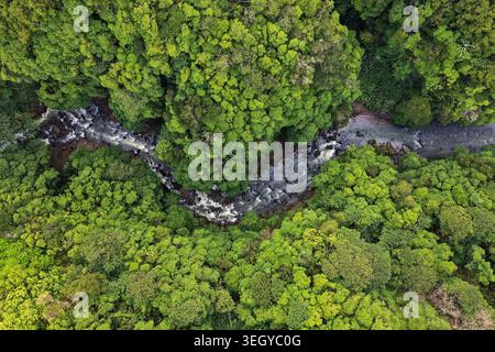 Blick aus der Vogelperspektive auf den Fluss Cascata da Ribeira Quente, der sich durch einen dichten tropischen Wald mit üppig grünen Baldachin und felsigem Flussbett Ribeira Quente schlängelt. Stockfoto