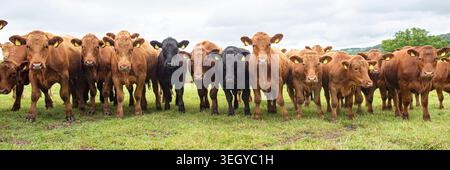 Kühe, die einen Walker auf einem Feld umgeben Stockfoto