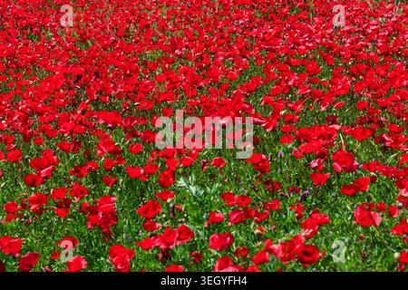 Blühender roter Mohn erstreckt sich über eine grüne Wiese. Lebendige Sommerwildblumen schaffen eine atemberaubende natürliche Landschaft unter der hellen Sonne. Stockfoto