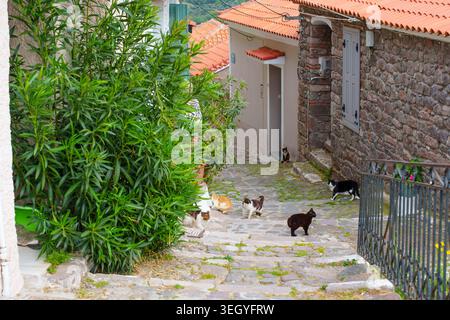 Streunende Katzen wandern auf einer malerischen Steintreppe im historischen Dorf Molyvos, Lesbos, Griechenland, umgeben von traditionellen Steinhäusern. Stockfoto
