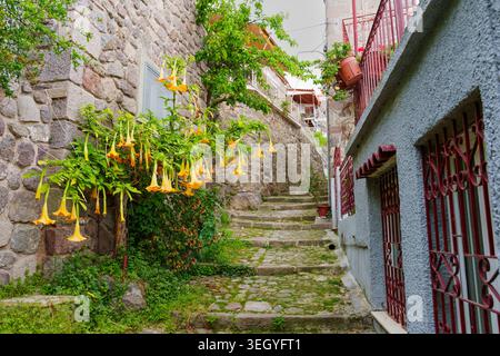 Enge Kopfsteinpflasterstraße in Molyvos, Lesbos, Griechenland, mit historischer Steinarchitektur, moosigen Stufen und blühenden gelben Engeltrompeten Stockfoto