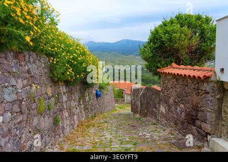 Malerische gepflasterte Gasse im Dorf Molyvos, Griechenland, gesäumt von historischen Steinmauern, die mit leuchtend gelben Wildblumen bedeckt sind und einen Blick auf die hil bieten Stockfoto